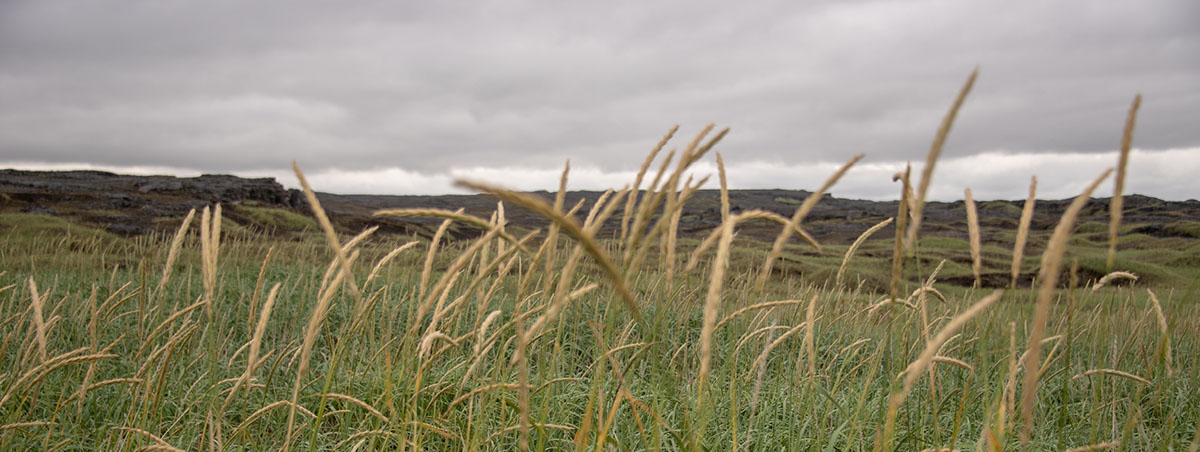 Landscape of the prairies.