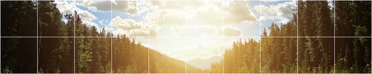 A mountainous forest scene.