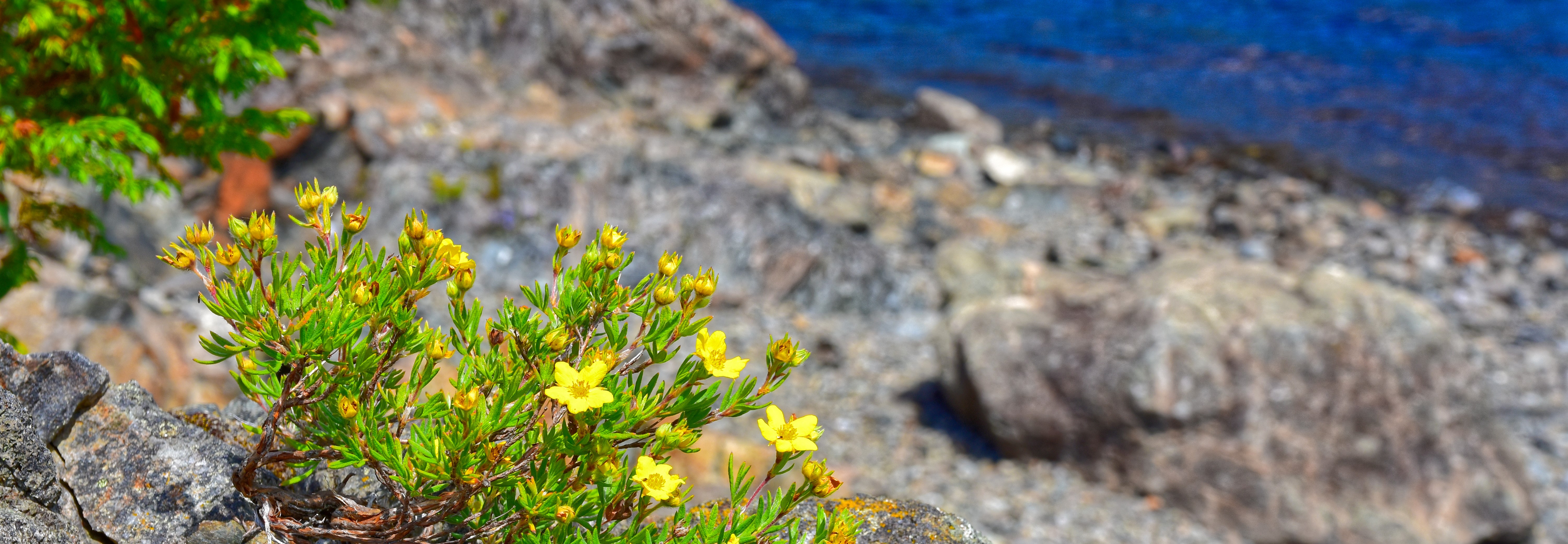 Photo of flowers