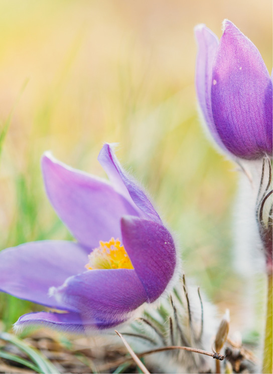 Fleurs violettes