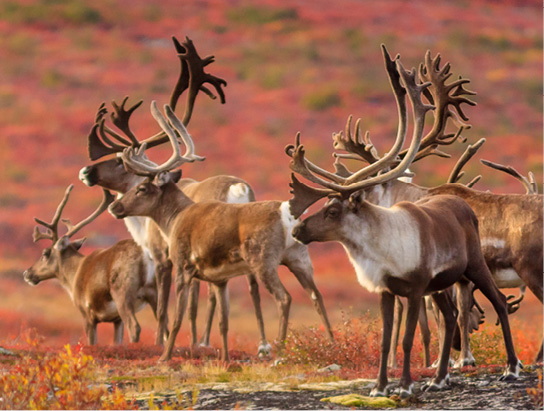 Caribous