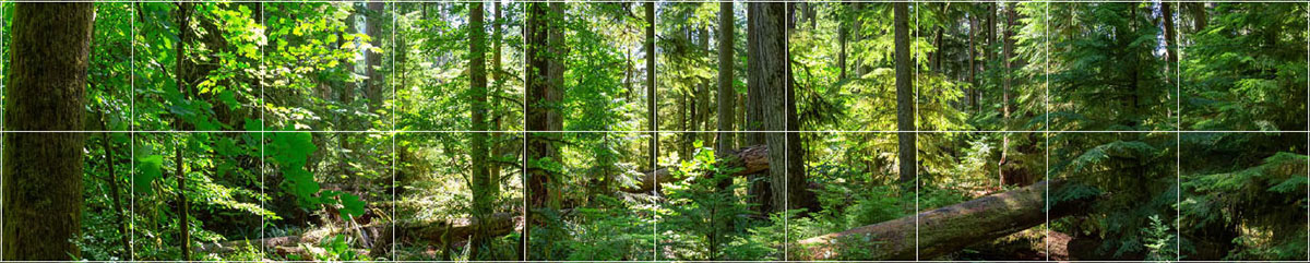 Forêt