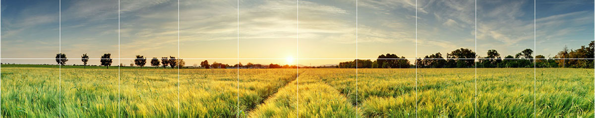 Sunset over a field