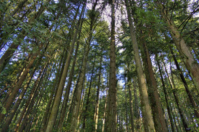 Des arbres