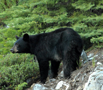 Ours