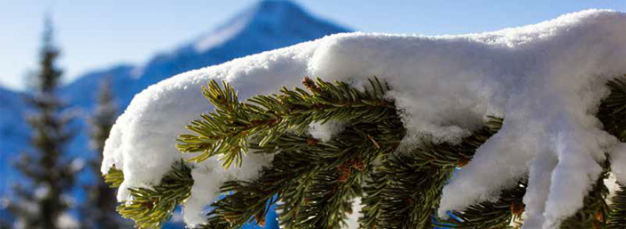 neige
