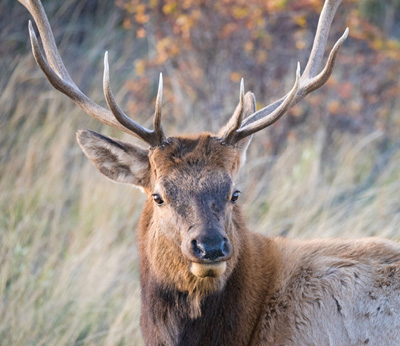 Cerf mâle