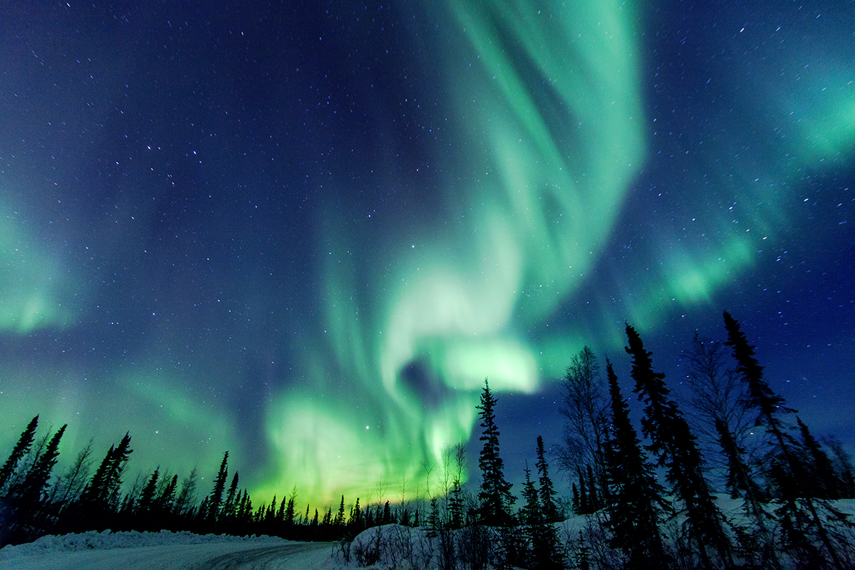 Scène hivernale montrant des épinettes de la forêt boréale sous des aurores boréales vertes et jaunes à Yellowknife aux Territoires du Nord-Ouest.
