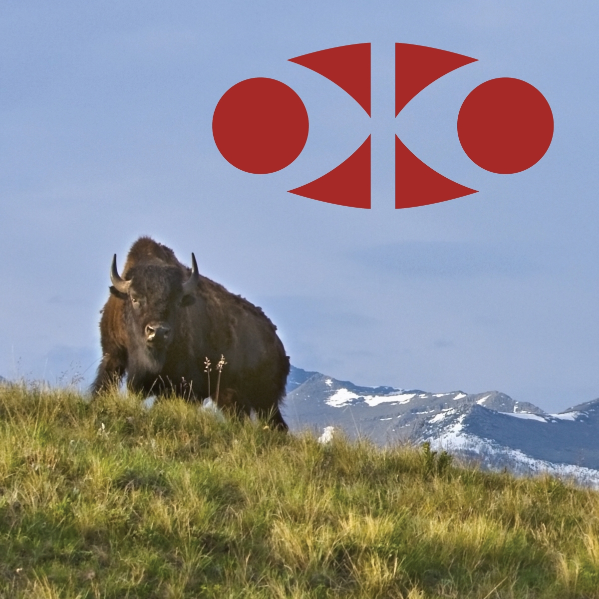 Bison standing on a grassy hill in Waterton National Park, Alberta, with mountains in the background and a red IAC logo in the top right corner.