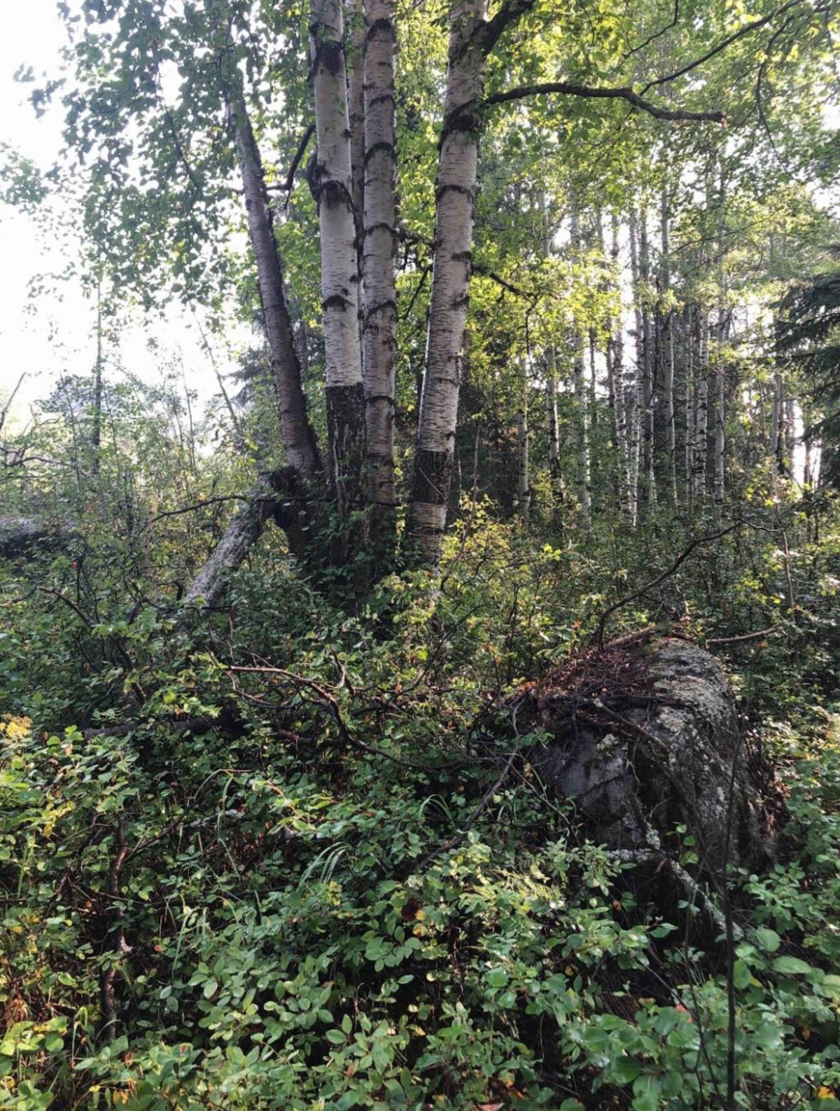 Description&nbsp;: La photo ci-dessus montre un arbre modifié pour des raisons culturelles qui a été observé lors d’une activité de formation organisée par la Nation crie d’Ermineskin pour les surveillants autochtones affectés aux projets de NGTL et de Trans Mountain. On trouve de nombreux types d’arbres modifiés pour des raisons culturelles, ainsi que différentes espèces, marques et finalités. Cette photo d’un bouleau sur lequel on observe une bande foncée où l’écorce a été enlevée a été approuvée par nos partenaires du programme de surveillance autochtone de la Nation crie d’Ermineskin.