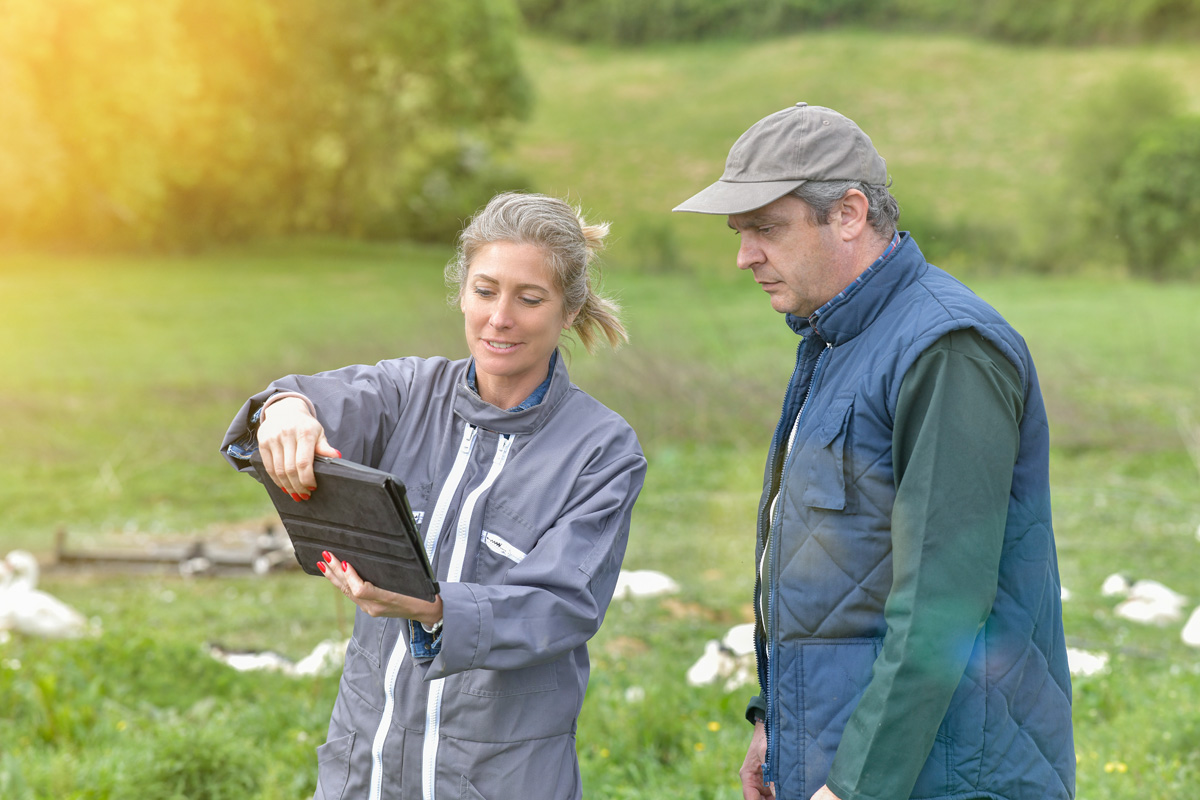 Participation &ndash; Agricultural breeders analyze the growth of their ducks on a digital tablet in the middle of the animals.