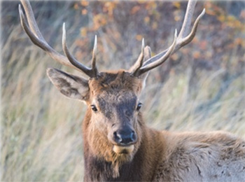 Male deer