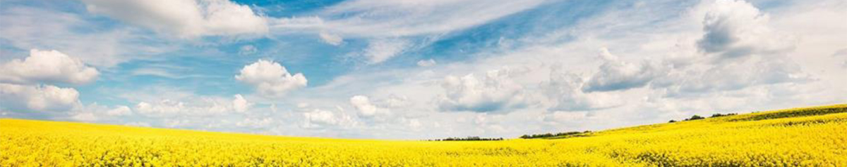 Figure&nbsp;10 &ndash; Vast expanse of canola growing under a sunny blue sky.