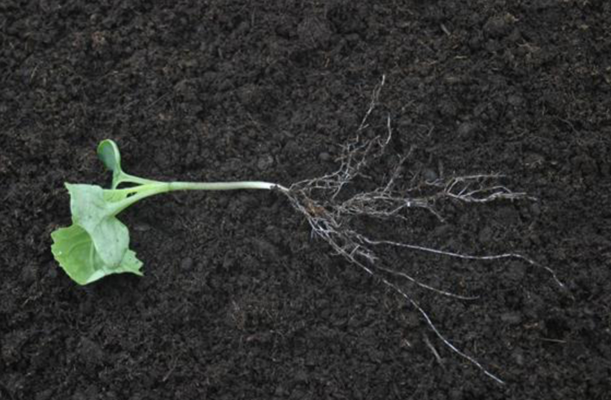 Figure&nbsp;11 &ndash; Plant with a healthy root system.