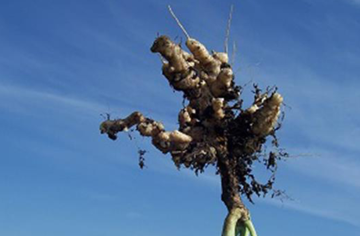 Figure&nbsp;12 &ndash; Plante dont le système racinaire est atteint de la hernie des crucifères.