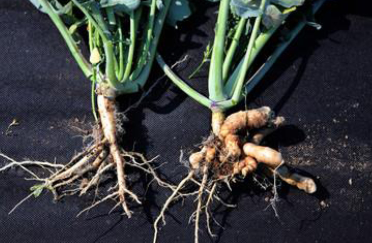 Figure&nbsp;13 &ndash; Comparison of healthy root system next to a clubroot infested plant.