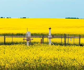 Figure&nbsp;2 &ndash; Valve site in a canola field.