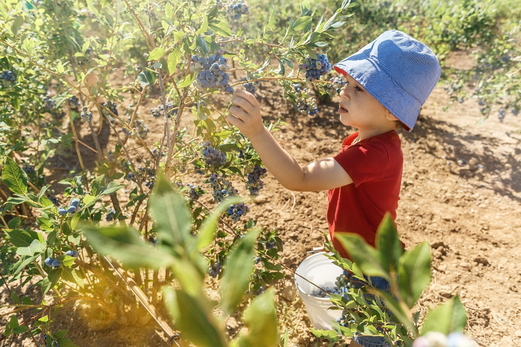 Figure&nbsp;1 &ndash; Young boy grasping a bunch of grapes.