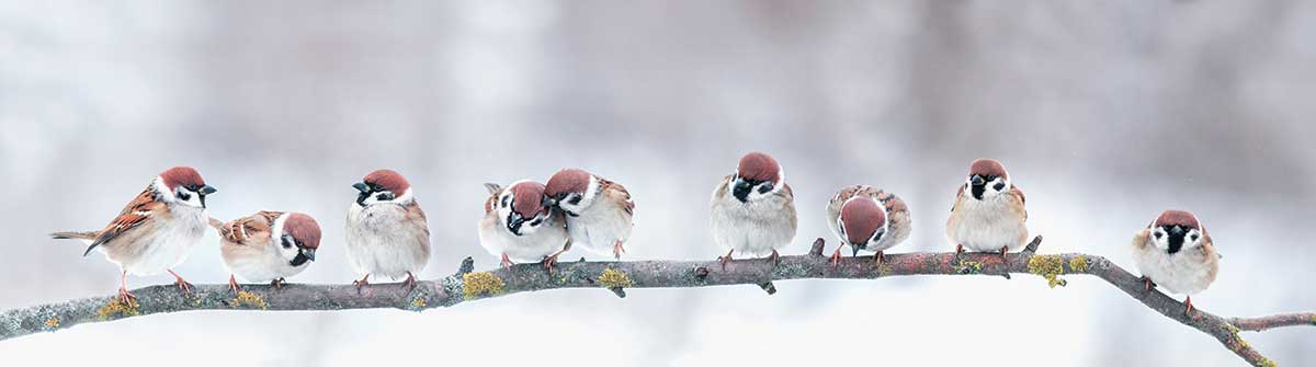 Figure&nbsp;2 &ndash; Birds chirping on a branch