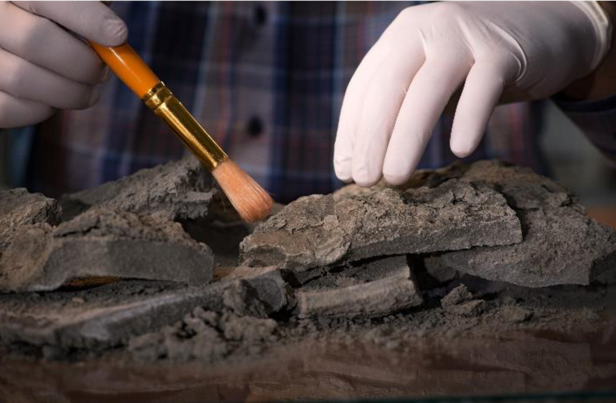 Figure&nbsp;7 &ndash; Worker brushes away the dirt covering a chance find.