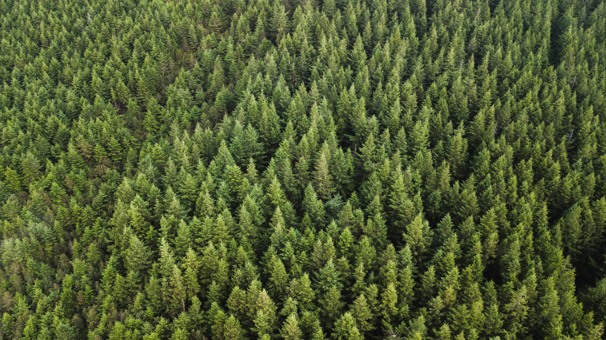 Aerial view of coniferous forest.