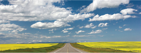 Route traversant un champ de canola.